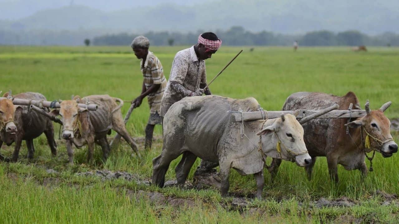 Microsatellite Data Helped To Double Yield For The Indian Farmers