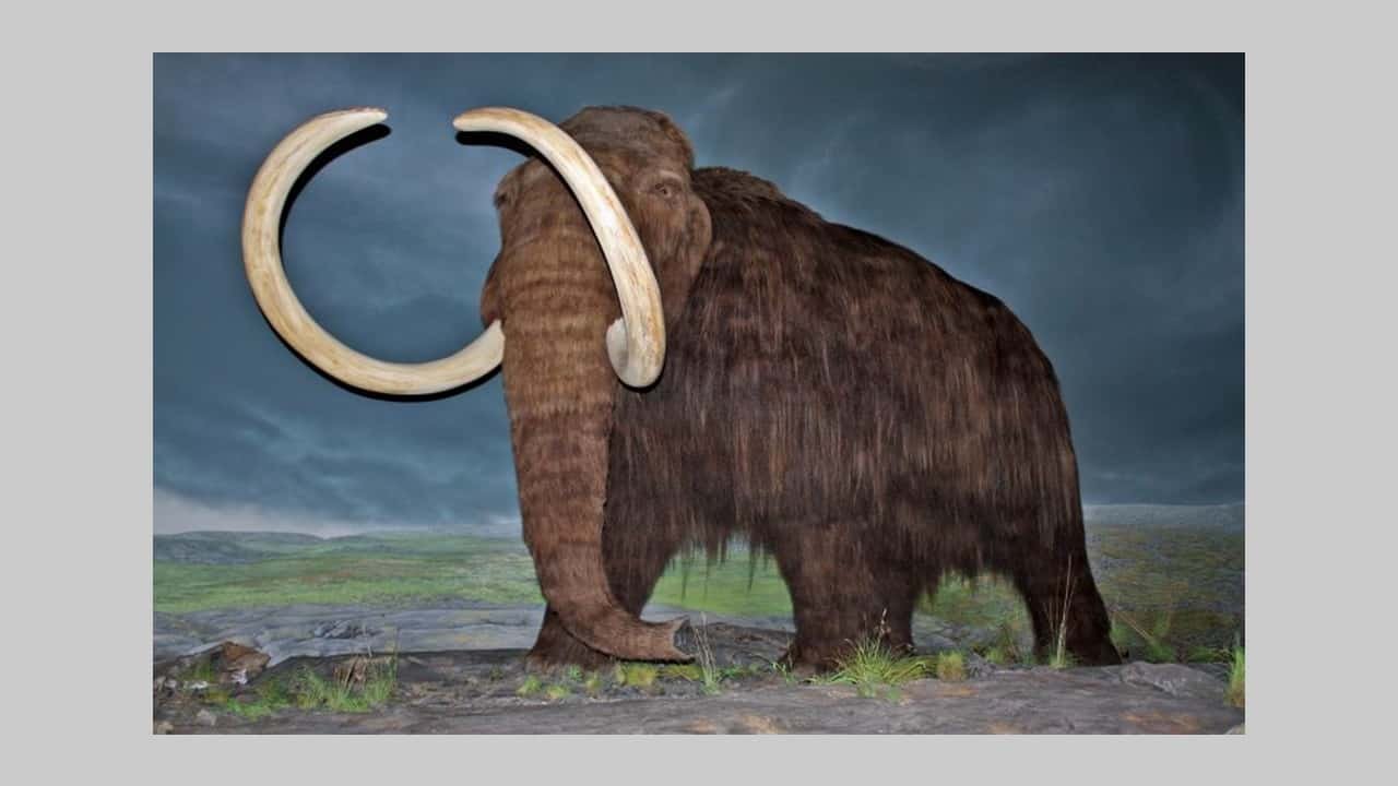 Wooly Mammoths Took Last Breath