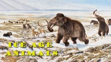 Extinction Of Ice Age Animals