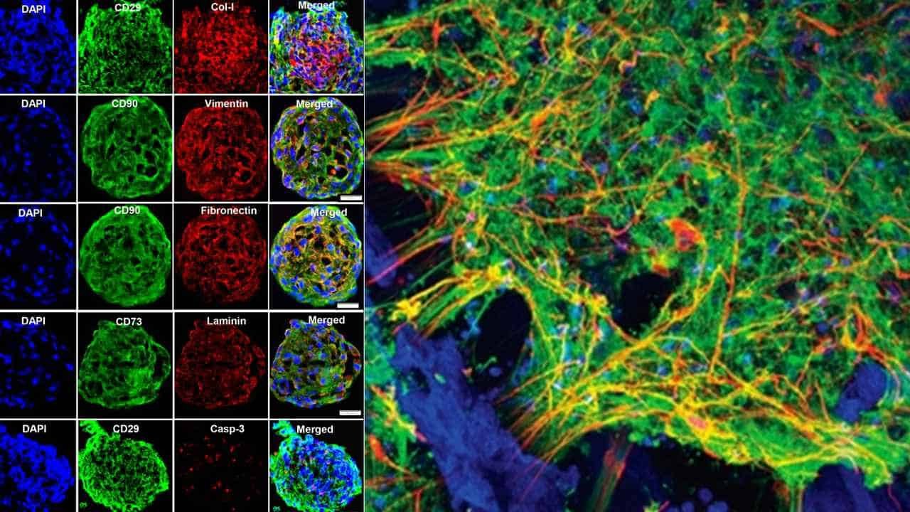 First 3 D Neural Tissue Model Developed