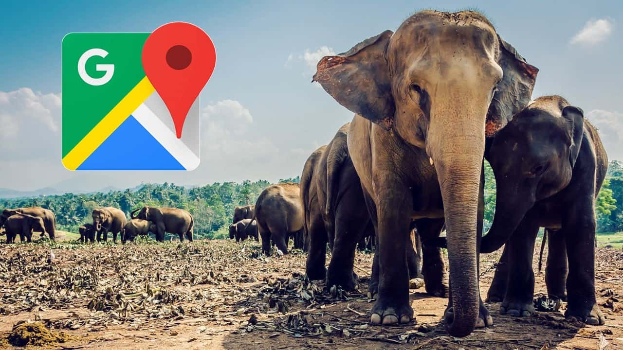 Google maps over  million animals in the wild