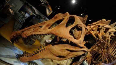 Remarkable Meat Eating Dinosaur Species