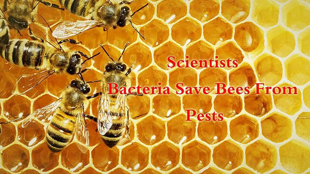 Scientists Bacteria Save Bees From Pests