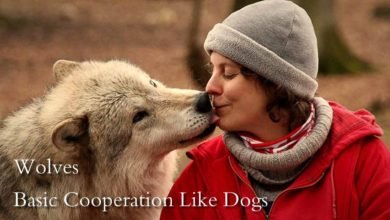 Wolves Basic Cooperation Like Dogs