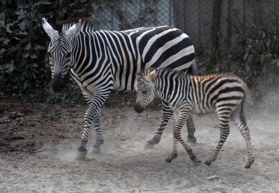 All 12 Zoos National Library Shut In Bengal Till March 31