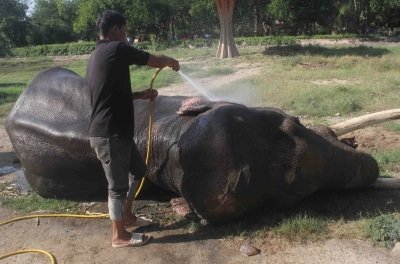 Amidst Lockdown States Told To Care For Distressed Zoo Animals