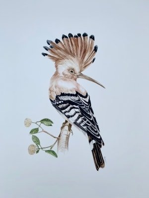 An Artists Call To Save Birds