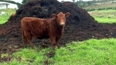 Corona Effect Cow Dung Urine Sell For Rs 500