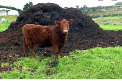 Corona Effect Cow Dung Urine Sell For Rs 500