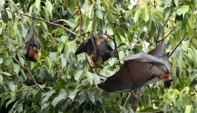 Pangolins May Have Carried Coronavirus Between Bats Humans
