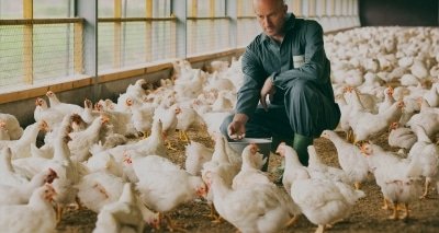Poultry Industry Reeling Under Corona Impact