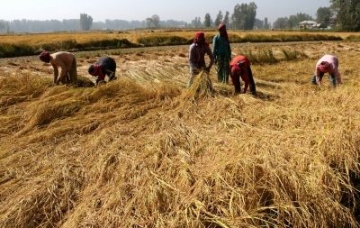 Punjab Haryana Farmers Fear Lockdown May Hit Harvesting Procurement