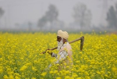 Ready For Harvest But No Workers In Up