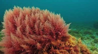 The Goodness Of Red Algae