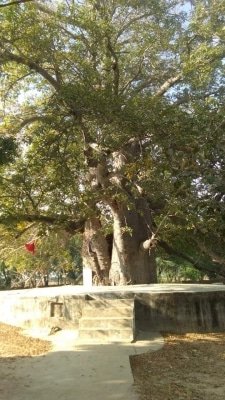 They Lived For Days At Quarantine Centre A Banyan Tree