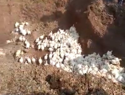 Up Poultry Firm Buries 6000 Chicks As Prices Plummet