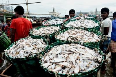 50000 Tonnes Of Stale Fish Seized And Destroyed In Kerala