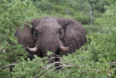 Alert In Karnataka Zoos To Keep Animals Free Of Infection
