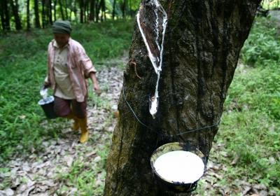 Amid Lockdown Tripuras Rubber Sector Loses Rs 250 Crore