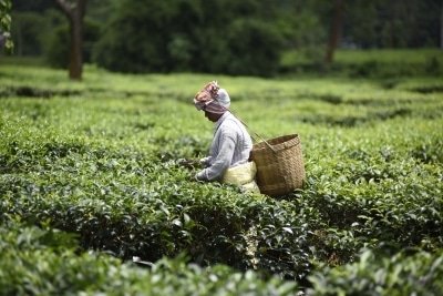 Assam To Loss 80 Million Kgs Of Tea Worth Rs 1218 Crore Claims Tea Body