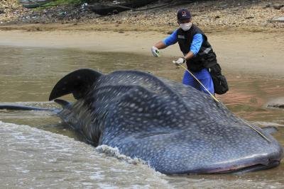 Cold War N Bomb Tests Reveal True Age Of Whale Shark
