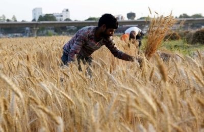 Ibm Offers Help To Indias Agritech Start Ups