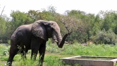 Karnataka Minister Adopts Mysuru Zoo Elephant For 1 Year
