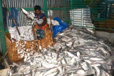 Kerala Seafood Exporters Left High And Dry Amid Lockdown