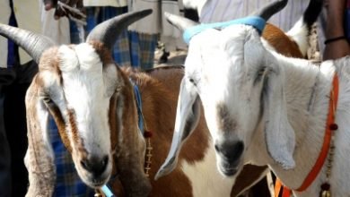 Kerala Woman Sells Goats To Contribute To Cm Covid Relief Fund
