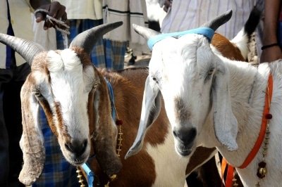 Kerala Woman Sells Goats To Contribute To Cm Covid Relief Fund