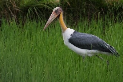 Lesser Adjutant Stork Multiplying In Fields Ornithologist April 22 Is Earth Day
