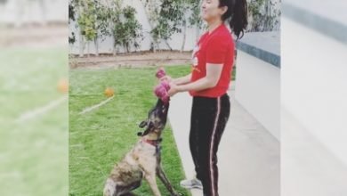 Lockdown Diaries Preity Loves To Work Out With Her Pet Dog