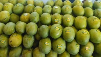 Mango Growers To Incur Unprecedented Losses
