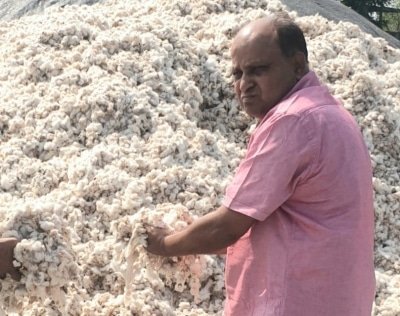 Mrashtra Cotton Coterie Covets Crores In Corona Crises