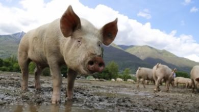 Now Ne States Step Up Vigil To Fight African Swine Fever