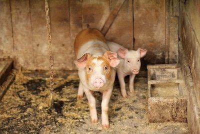 Piglets From Uk For N E States Quarantined In Delhi