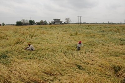 Punjab Ola In Pact To Issue E Passes To 17 Lakh Farmers