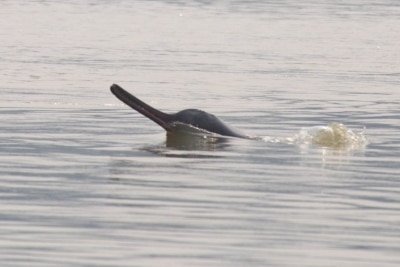 River Dolphins Spotted In Meerut Ganga Waters