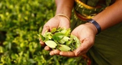 Sl Tea Exports Suffer Major Blow In March