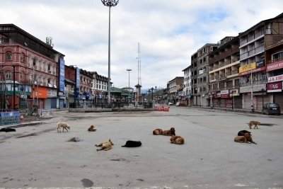 Stray Dogs May Be The Origin Of Coronavirus Pandemic Study