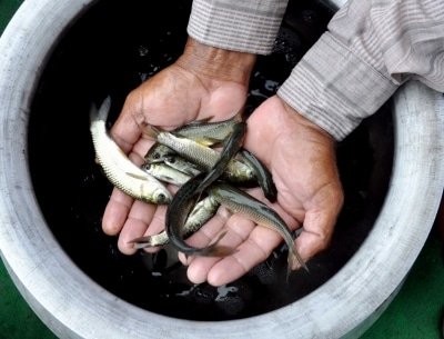 Up Govt Begins Home Delivery Of Fish