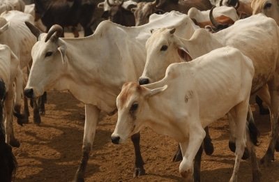 150 Booked For Attending Funeral Of Cow In Up