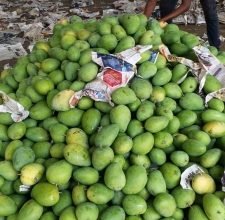 25 Of Ups Mango Crop Damaged In Sundays Storm