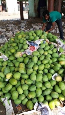 25 Of Ups Mango Crop Damaged In Sundays Storm