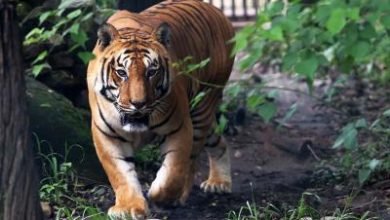 Big Cat Count Rises To 96 In West Bengals Sundarbans