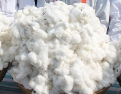 Cai Raises Cotton Export Estimates On Weak Domestic Currency