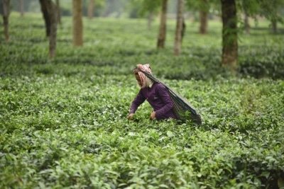 Covid 19 May Hit Indias Foreign Currency Earnings From Tea Exports Experts
