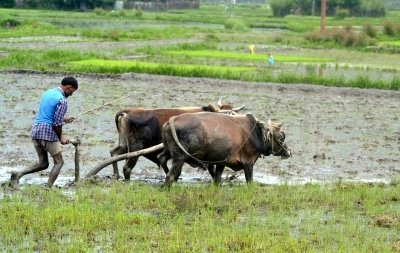 Farmers Need Urgent Support Latest Steps Dont Provide That Experts