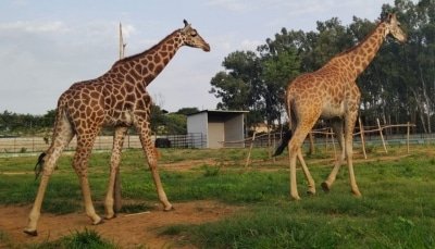 First Giraffe In Bengaluru Zoo Adopted By Ex Iaf Officer