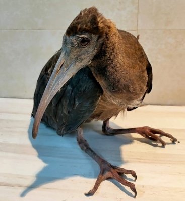 Glossy Ibis Collapses At Pm House Security Men Come To Its Aid Ld
